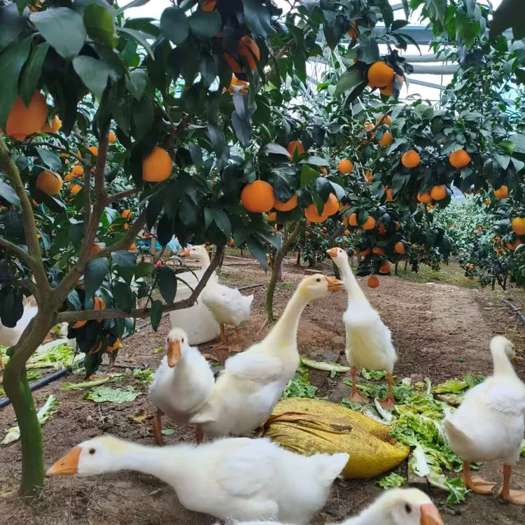 包邮正宗象山红美人柑橘桔子尝鲜装新鲜水果果冻橙3斤（小果迷你）