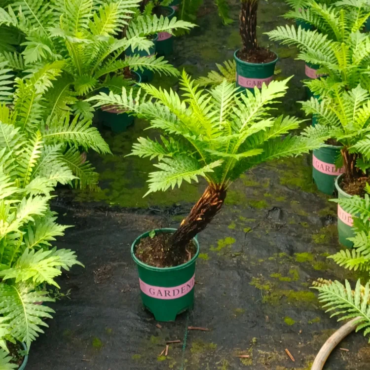 富贵蕨发财蕨多头老桩蕨类绿植盆室内绿植四季常青盆栽喜阴喜湿