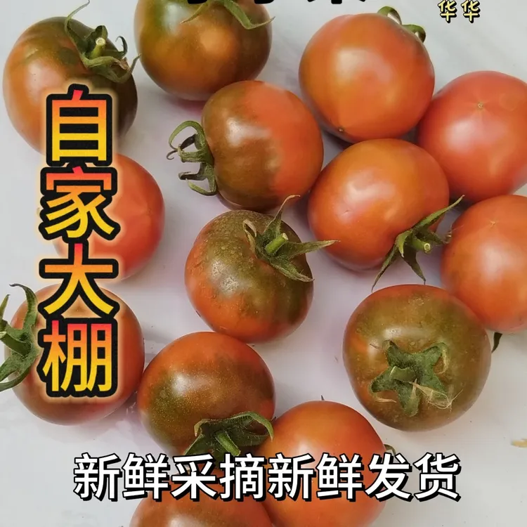 姥家碱地柿子【小果】到手净重4斤 小果1两以下 到手45个左右