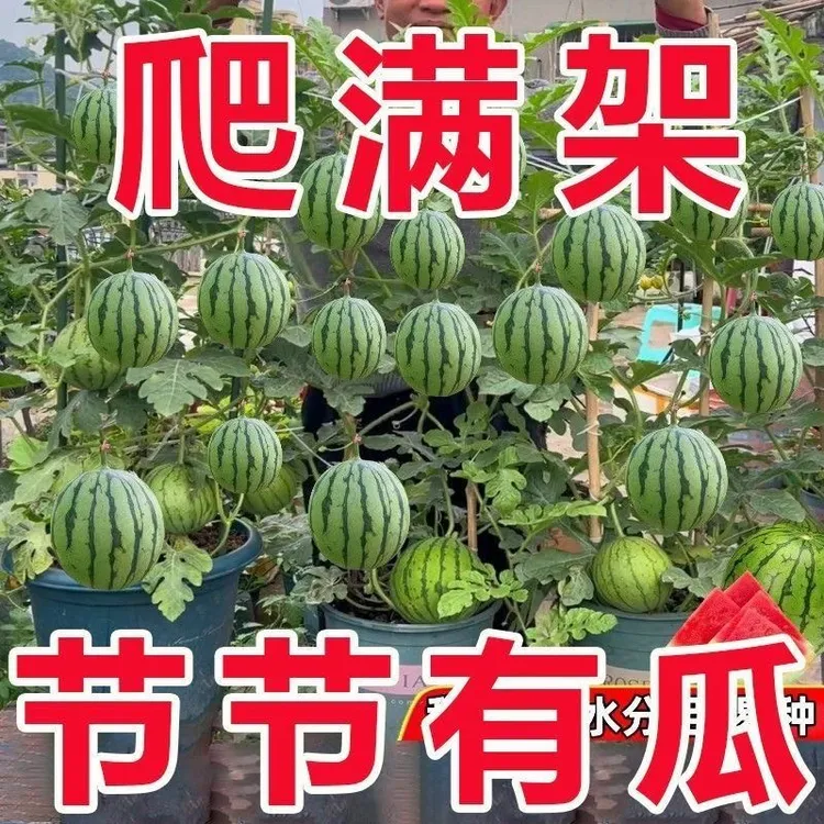 超甜蜂蜜小西瓜种子红玉无籽四季种植阳台庭院盆栽水果