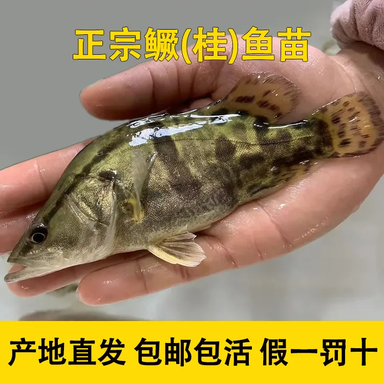 正宗淡水鳜鱼苗活体观赏食用冷水养殖桂花鱼翘嘴鳜鱼苗
