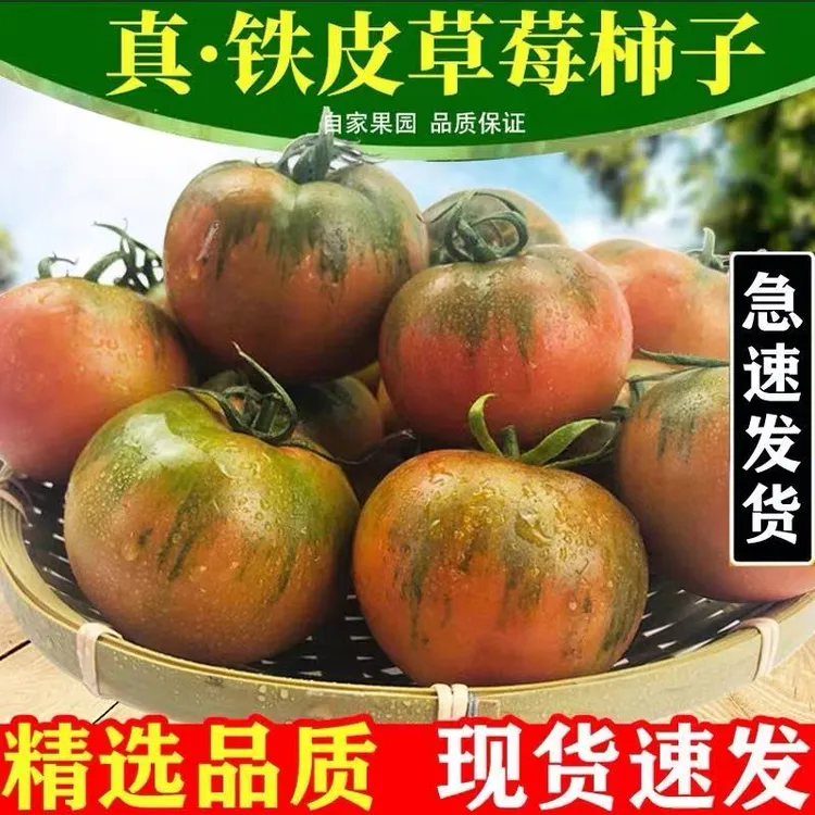 丹东铁皮草莓柿子西红柿新鲜自然熟铁皮柿子盘锦碱地生吃水果番茄