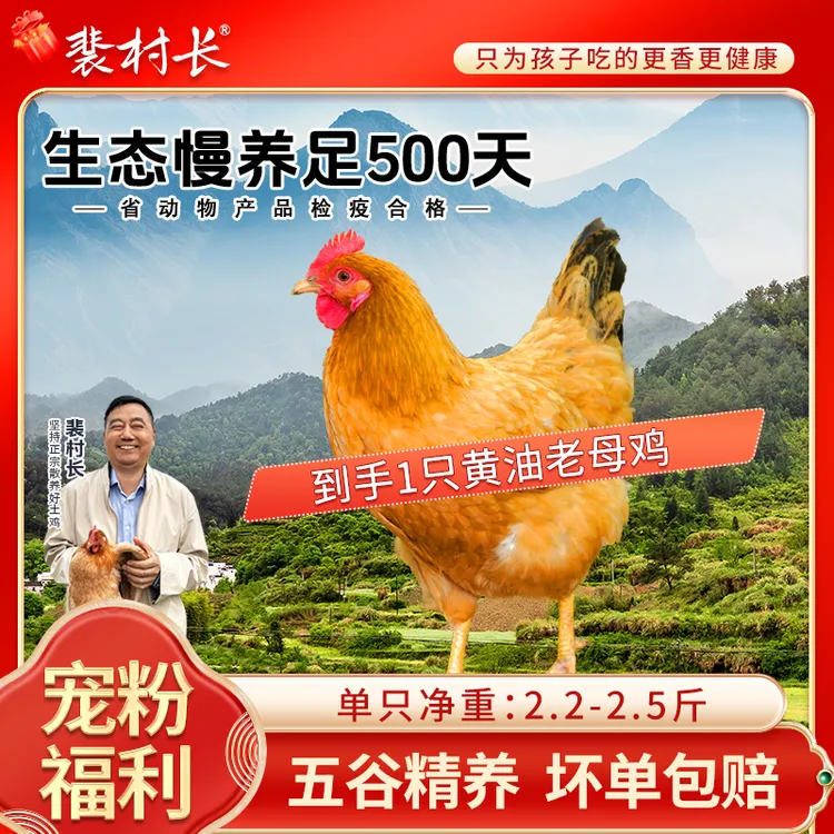 【单只尝鲜】裴村长散养黄油母鸡现杀现发一只净重2.2-2.4斤左右