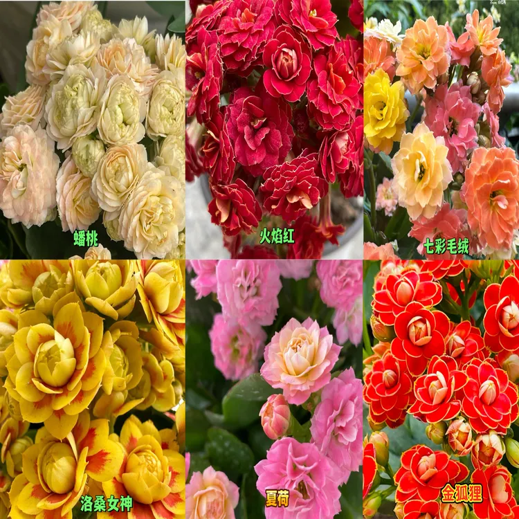 长寿小苗重瓣大花基地绿植易成活好养盆栽洛桑一代苗金狐狸花卉