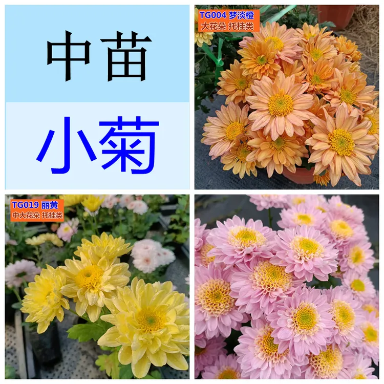 中苗千头菊 花谢了（老根/断头，断枝，冻伤不售后，不能接受不要拍）