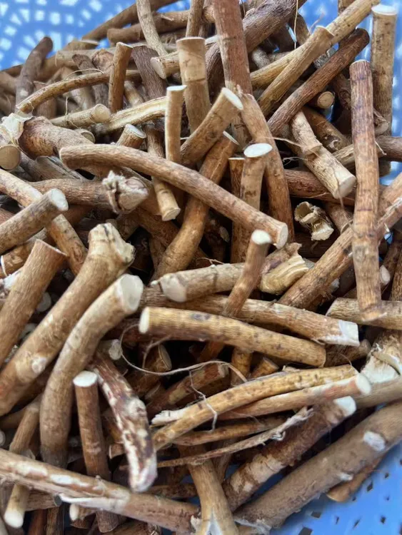 广西深山五指毛桃小节五爪龙根正品椰香干货可用于煲汤