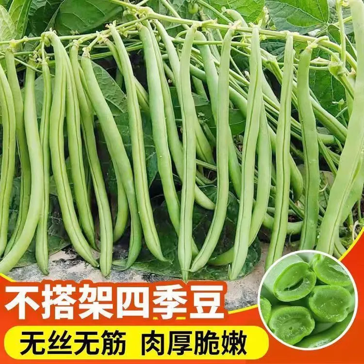 无架四季豆矮地豆种子早熟不爬藤短豆角菜豆种籽可阳台盆栽无筋豆商品图