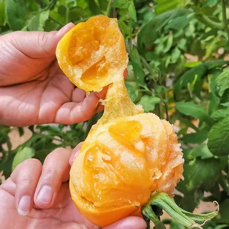 大黄番茄种子 四季种植盆栽阳台