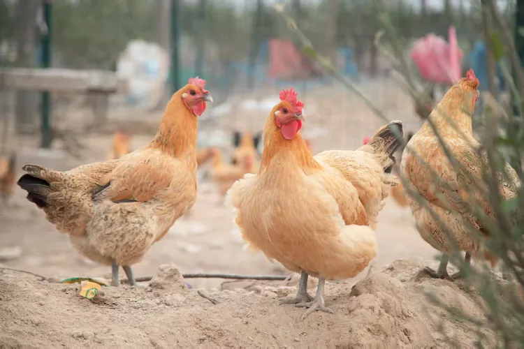 老母鸡一年半到两年杀好净重三斤二两左右