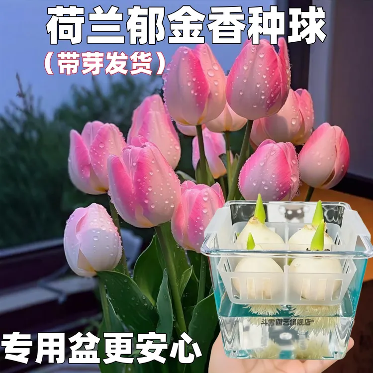郁金香种球郁金香定值盆郁金香种子非水培球郁金香大种球郁金香花