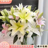 次日达 -【五彩香水百合】混色百合 6-8头鲜花鲜切花家居批发任意两单顺丰包邮三单送随机花瓶今天拍明天到98