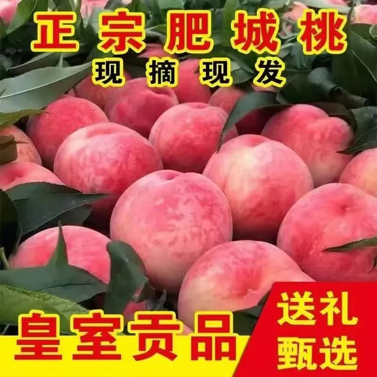 正宗山东肥城桃贡桃水蜜桃佛桃现摘现发新鲜采摘坏果包赔顺丰包邮