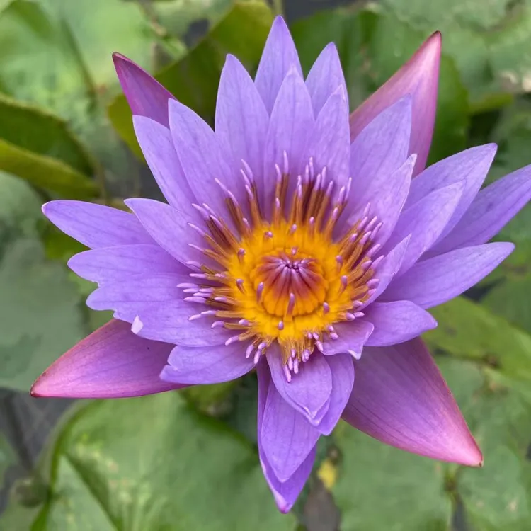泰国紫【带花苞香水莲】睡莲花苗四季盆栽莲花池塘花苗基地种植花苗