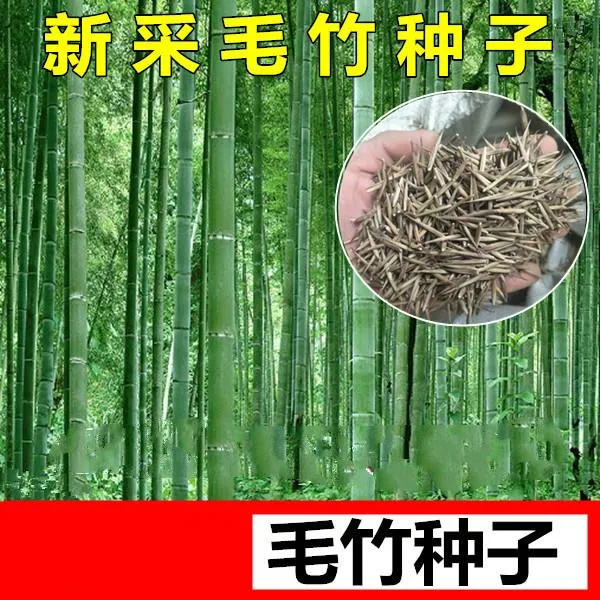 大型毛竹种子 青竹苗 刚竹 四季竹子 雷竹食用竹笋大青竹黄竹种籽