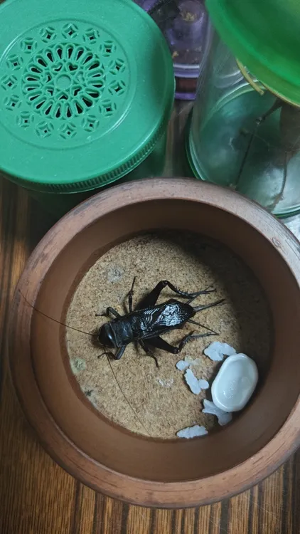 津门刘木黑虫黑，冰糖紫饲养