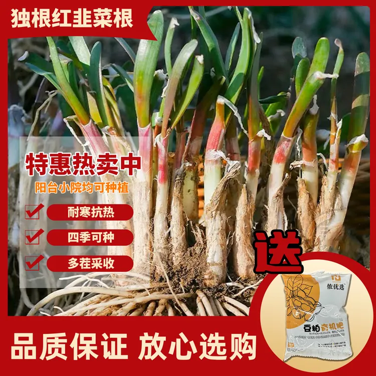 独根红韭菜根现挖现发阳台盆栽小院种植宽叶韭菜