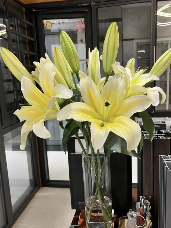 坤哥专享顺丰包邮黄天霸香水百合花束鲜花基地直发浓香四溢插花