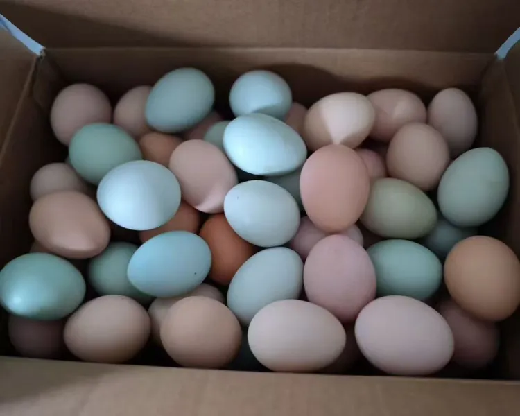 幼儿园小胖土鸡蛋