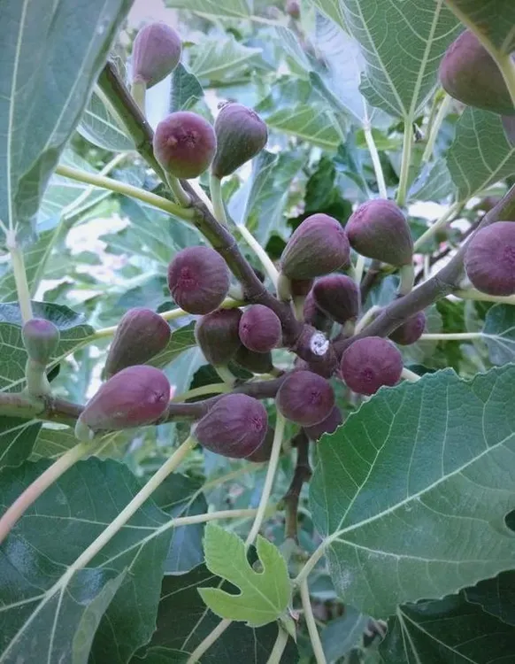 盆栽绿植巴劳奈斯特拉青皮青花青紫格莱斯彩虹华丽渴望黑马久留米