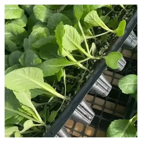 包菜秧苗牛心甘蓝秧苗牛心包菜秧苗蔬菜秧苗脆甜易种易活庭院阳台