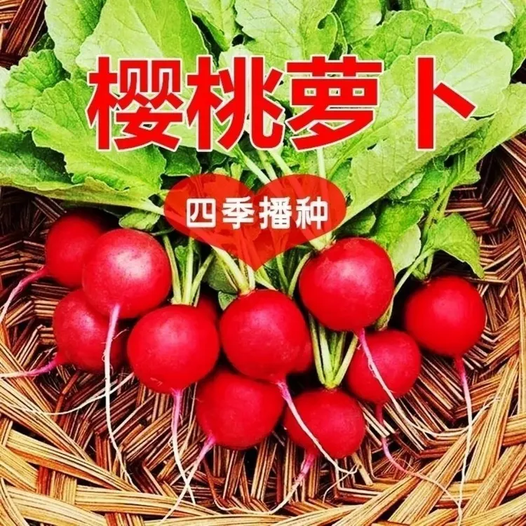 中秋好物四季樱桃水果萝卜生吃脆甜多汁小萝卜新鲜蔬菜种子150粒
