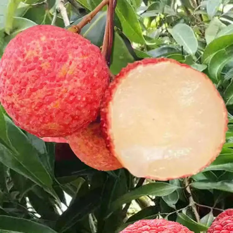 海南无核荔枝新鲜水果当季整箱礼盒无籽荔枝现摘孕妇顺丰3-5斤