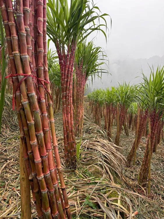云南老品种红皮脆皮甘蔗脆甜多汁现砍现发皮薄高山农家种植A