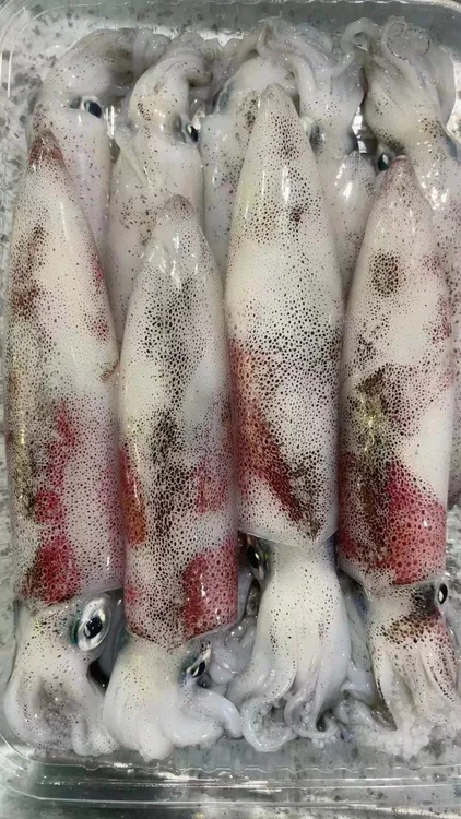 北部湾当天海捕鱿鱼筒灯光活鱿鱼整只冰鲜新鲜火箭鱿鱼年货