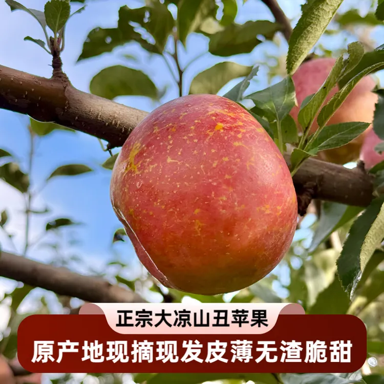正宗大凉山【盐源丑苹果】新鲜现摘/当季水果/冰糖心/脆甜多汁/纯甜