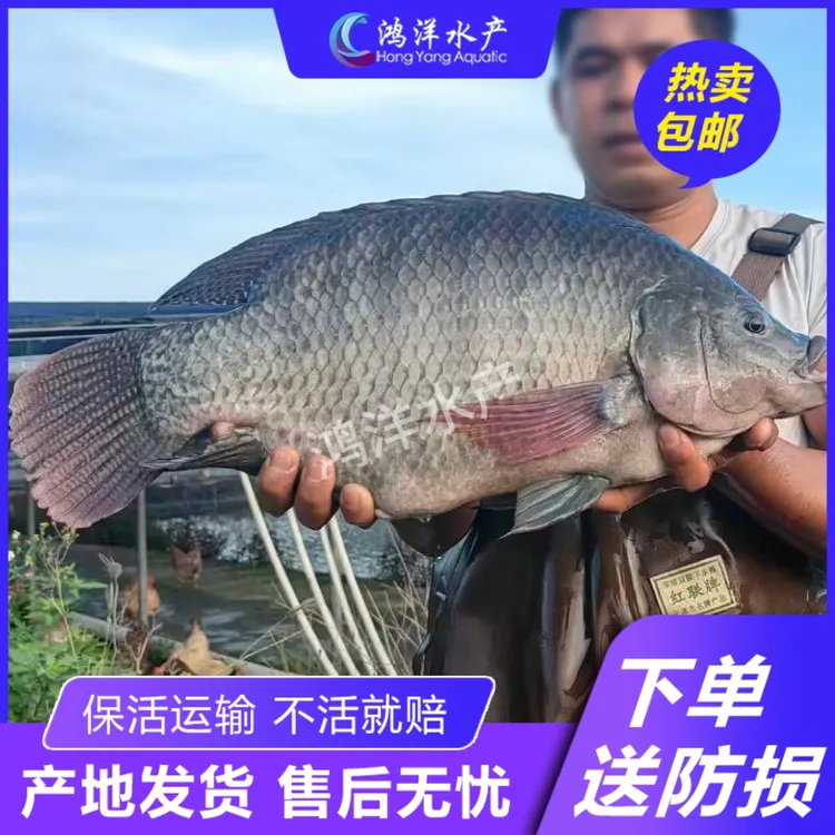 海南一号罗非鱼苗 抗寒抗高温 杂交青宝路罗非鱼苗淡水养殖活体