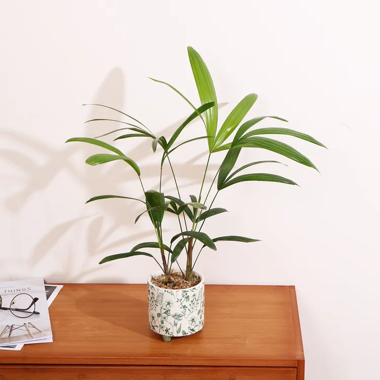 【喜半阴】金山棕竹盆栽细叶办公室绿植好养活室内客厅四季观叶盆景