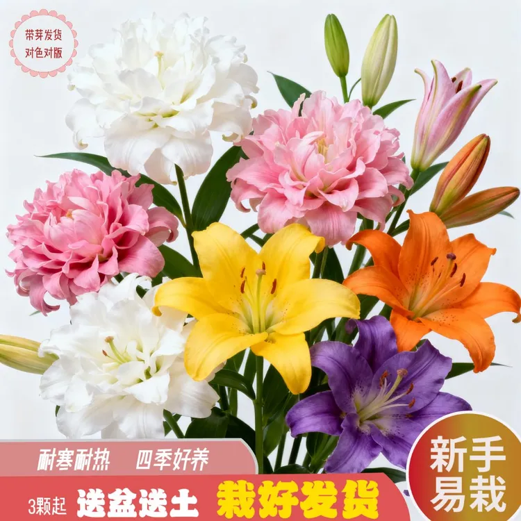 进口百合OT大种球浓香型多色花卉盆栽地栽懒人好养耐造多年生简单
