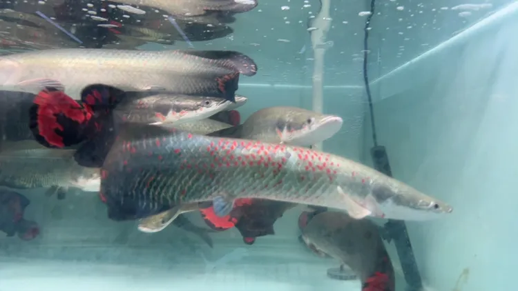 巨古鱼苗红尾巴海象猛鱼养鱼饲养混养活体水族