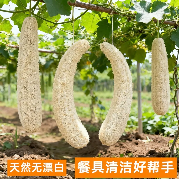 天然丝瓜络百洁布厨房清洁洗碗洗锅透气吸水不伤手餐具清洗老丝瓜