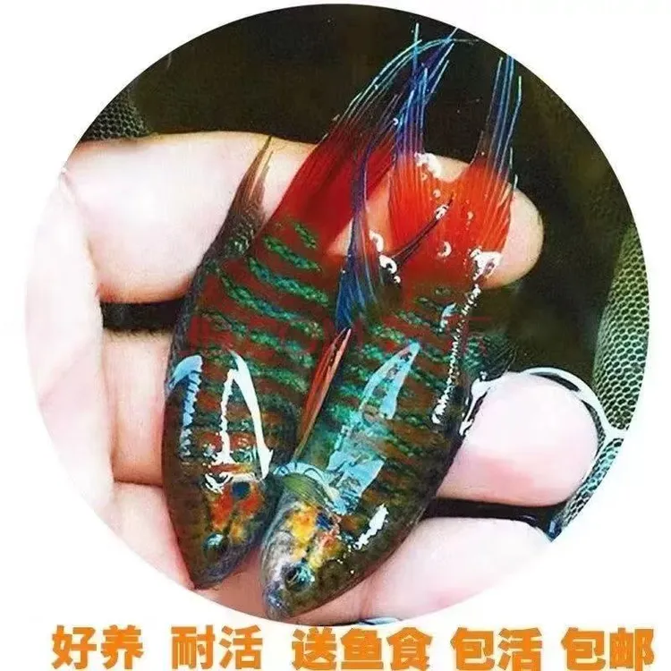 中国斗鱼巨普活体鱼淡水冷水小型鱼好养耐活菩萨鱼无需打氧观赏鱼