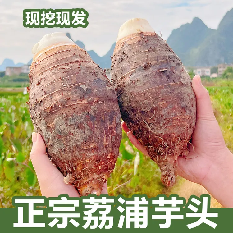 乡上荔人正宗广西荔浦芋头新鲜香芋软糯大芋头产地直发现挖毛芋头