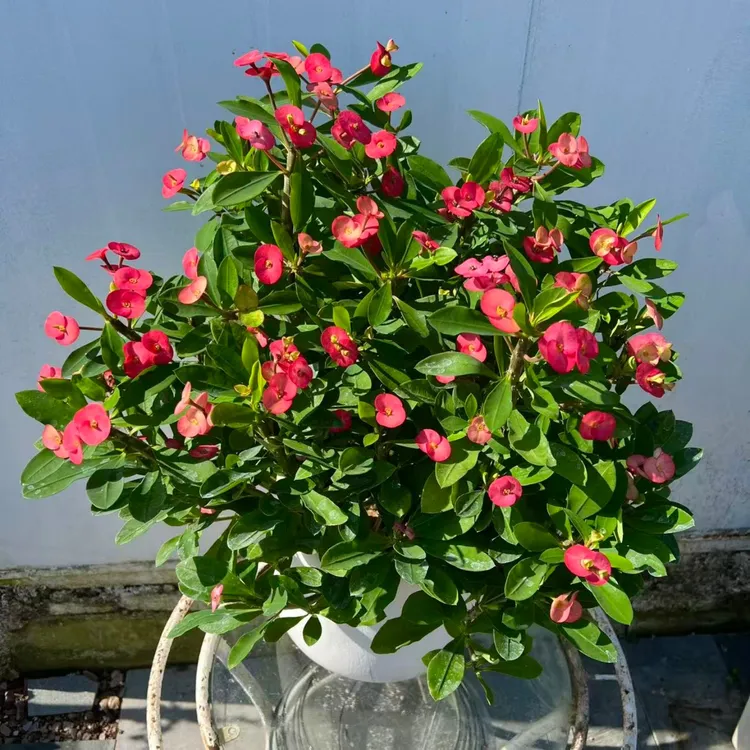 无刺虎刺梅绿植盆栽铁海棠花卉盆栽室内外阳台绿植耐晒耐热勤开花