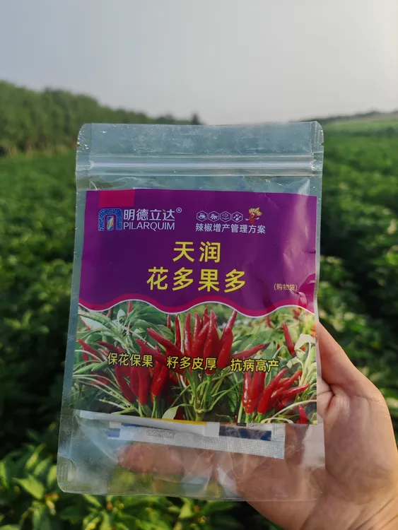 明德利达辣椒增产管理方案