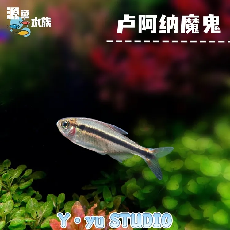 卢阿娜/热带鱼/观赏鱼/南美灯鱼/草缸/南美缸/不分公母/混养