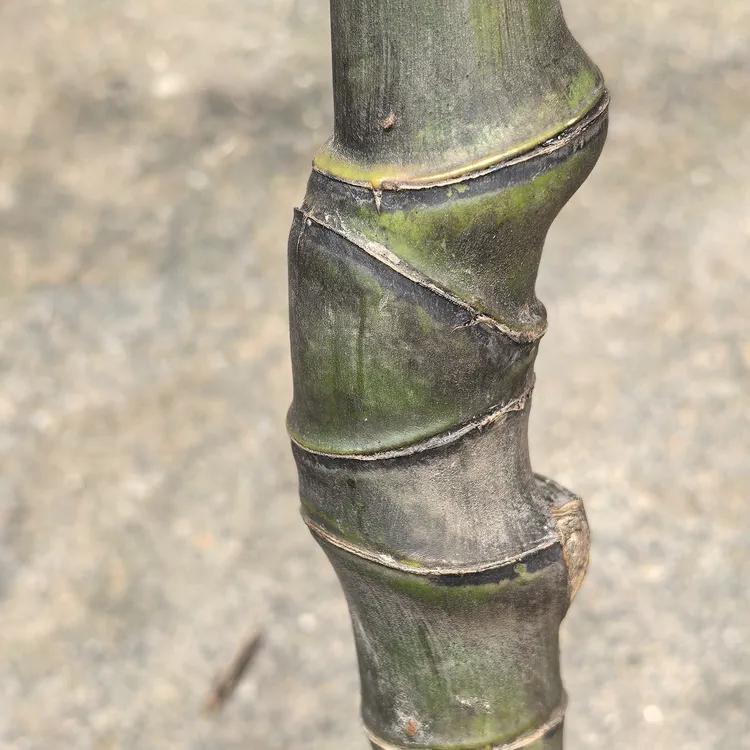 江西抚州正宗红心种竹