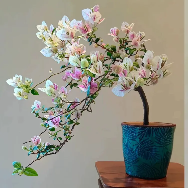 直播造型三角梅盆栽多色可选阳台庭院窗台观花绿叶樱花漳红樱