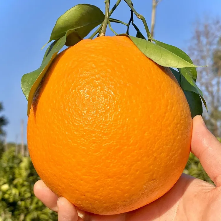 江西橙子正宗赣南脐橙纽荷尔脐橙新鲜水果现摘当季甜橙子产地直发