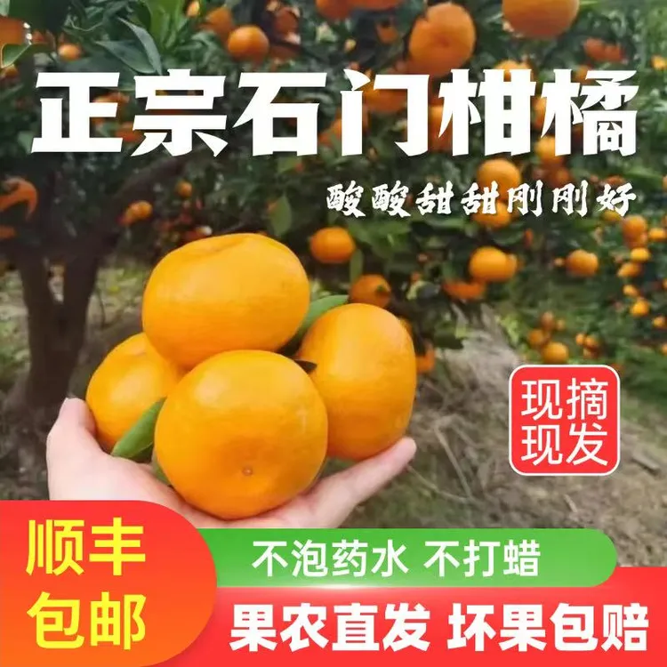【顺丰包邮】正宗湖南石门柑橘酸甜爆汁果农现采现发新鲜孕妇可吃