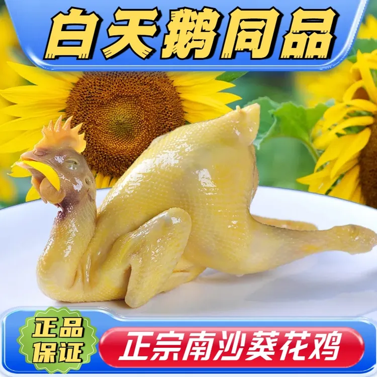 著名南沙葵花鸡 广州特产高端食材不喂饲料【好鸡做法非常简单】