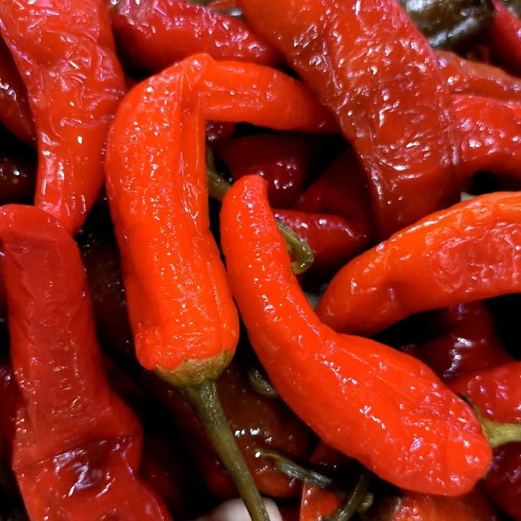 新鲜农家自种红辣椒腌辣椒开胃小菜婺源本地辣椒酸辣椒