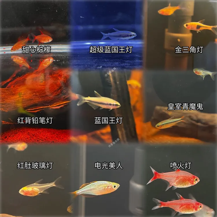 「3件包邮」精品灯科鱼自选组合上海发货冬季包装