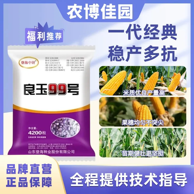 【刘老师专属】登海良玉99正品厂家直营全国通种玉米种子夏播抗病抗寒抗倒伏