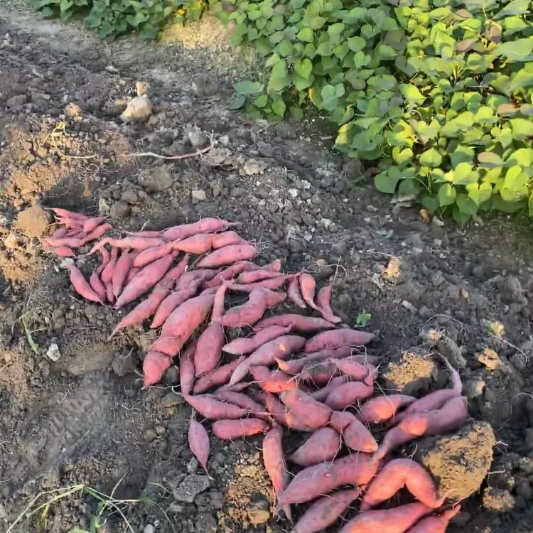 马田茅台，农家红薯酿造