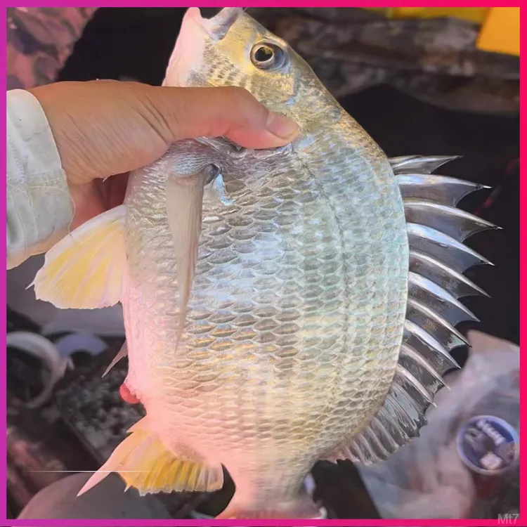 【一条一斤装】超大活冻黄翅鱼东山岛海捕黄脚立野生黄翅鱼黄鲷鱼