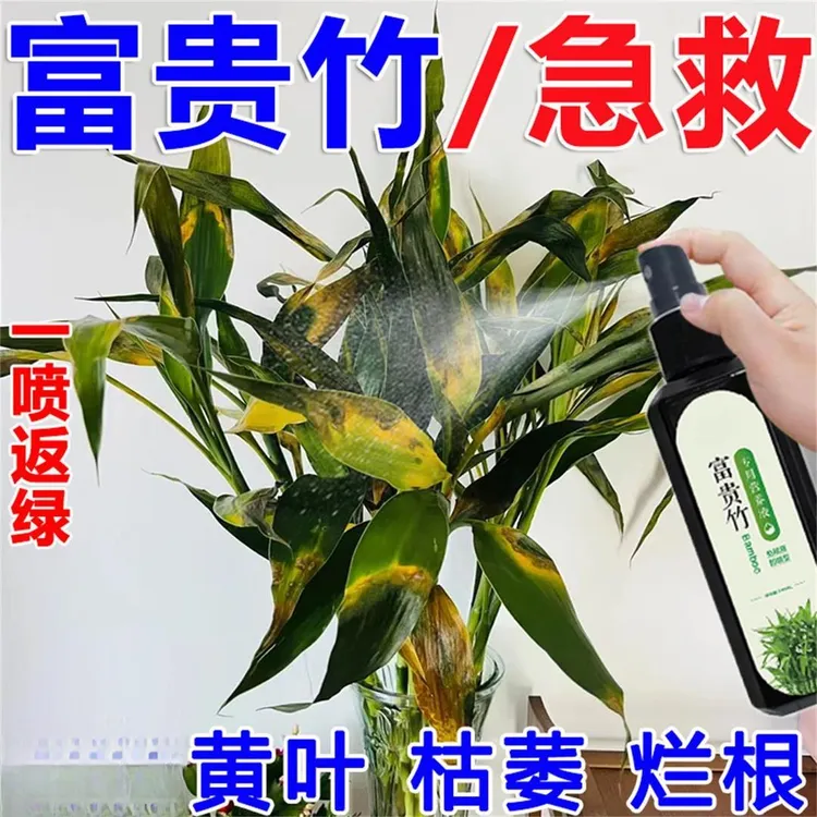 【急救】富贵竹水培土培专用营养液专治黄叶枯萎烂根促生根一喷绿